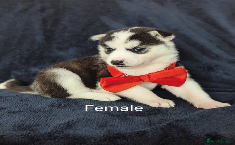 Siberian Husky dogs - Advert 2