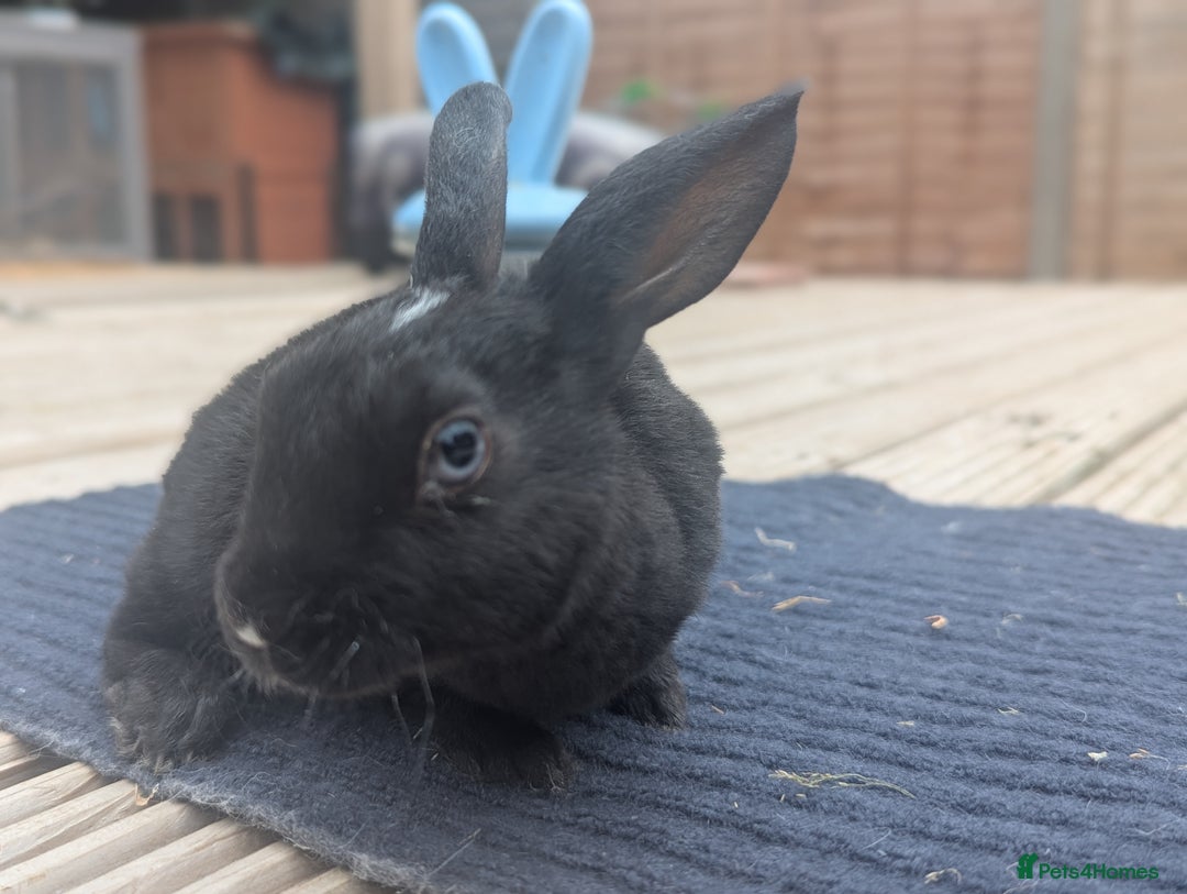Rex rabbits for sale: Mini rex rabbit for sale - Image 17