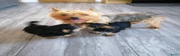 Yorkshire Terrier dogs for sale: Beautiful Pure Yorkshire Terrier Bitch puppies. - Advert 1