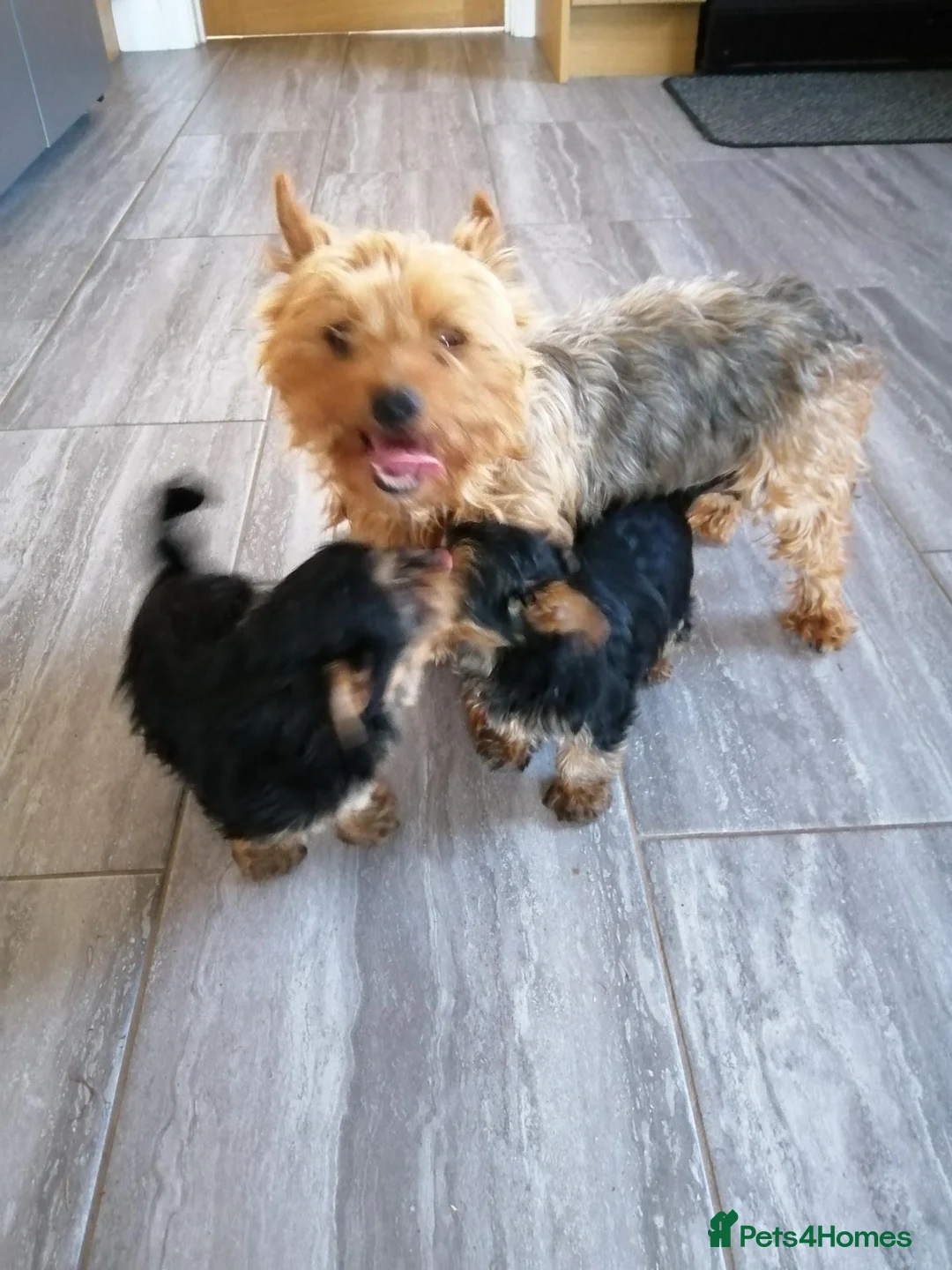 Yorkshire Terrier dogs for sale: Beautiful Pure Yorkshire Terrier Bitch puppies. - Advert 1
