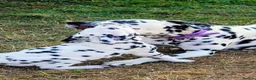 Dalmatian dogs for sale: All pups sold, sorry. - Advert 3