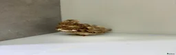 Quail poultry for sale: Quails 8+ weeks  in Stockport - Advert 5