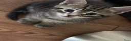 British Shorthair cats for sale: Beautiful Kittens in York - Advert 7