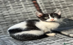 Bengal cats for sale: Gorgeous Bengal X Kittens!! Price Reduced!! - Image 7