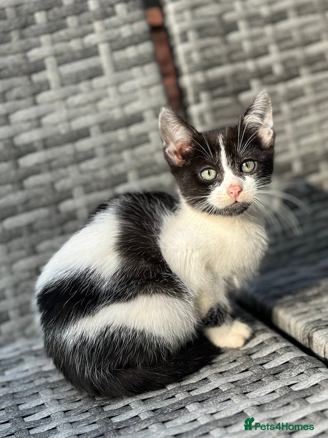 Bengal cats for sale: Gorgeous Bengal X Kittens!! Price Reduced!! - Image 7