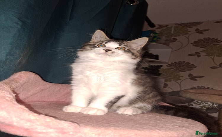 Mixed Breed cats - Advert 7