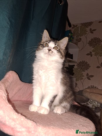 Mixed Breed cats - Advert 1