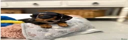 Miniature Dachshund dogs for sale: The Ultimate Miniature Dachshunds in Exmouth - Advert 6