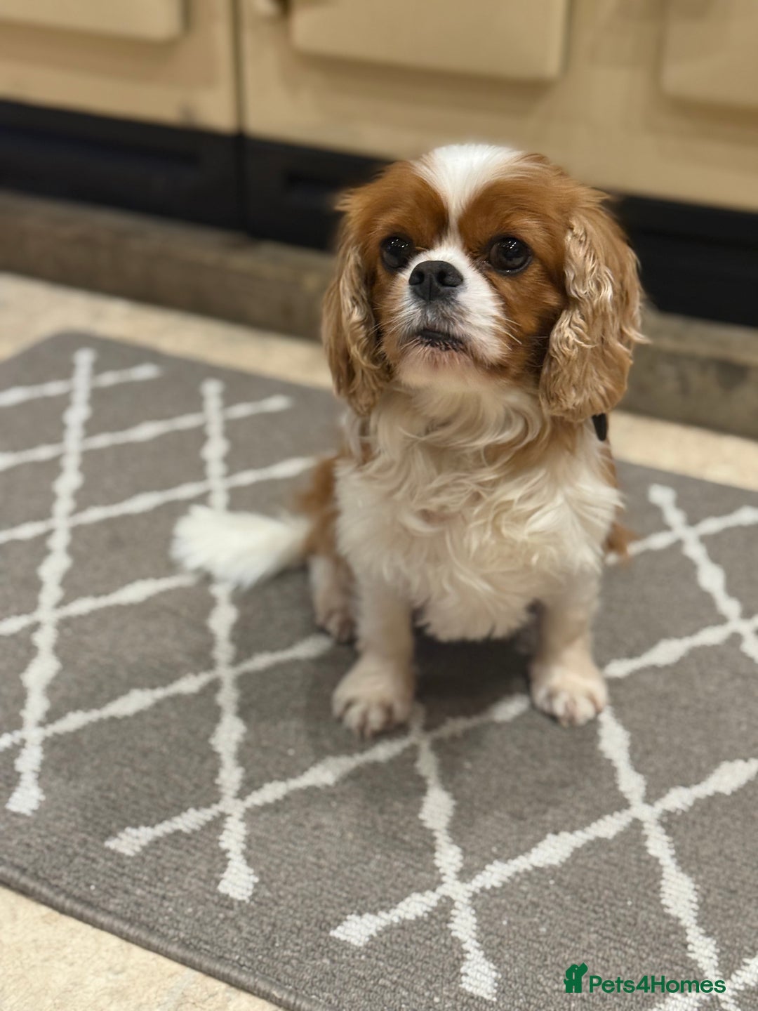 Cavalier King Charles Spaniel dogs for sale: Cavalier King Charles Pups - Advert 1