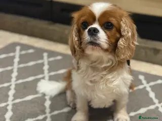 Cavalier King Charles Spaniel dogs Cavalier King Charles Pups - Advert 13