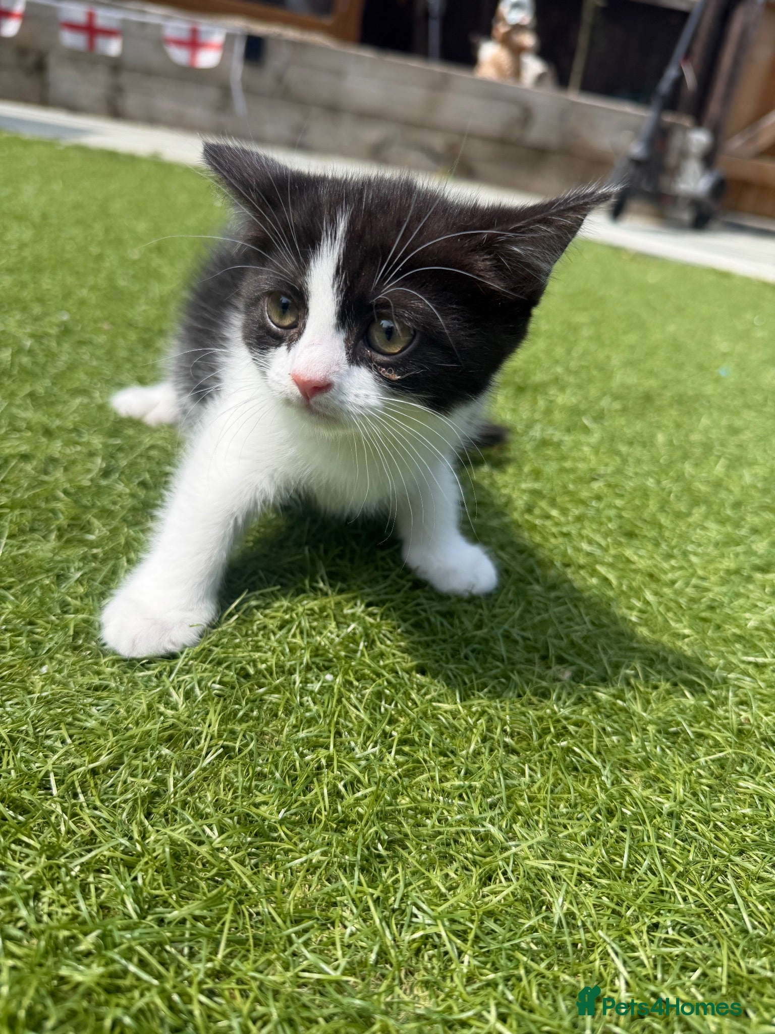Mixed Breed cats British shorthair cross kittens ready togo now!  - Advert 2