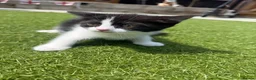 Mixed Breed cats for sale: BSH CROSS KITTENS  in Peterborough - Advert 7