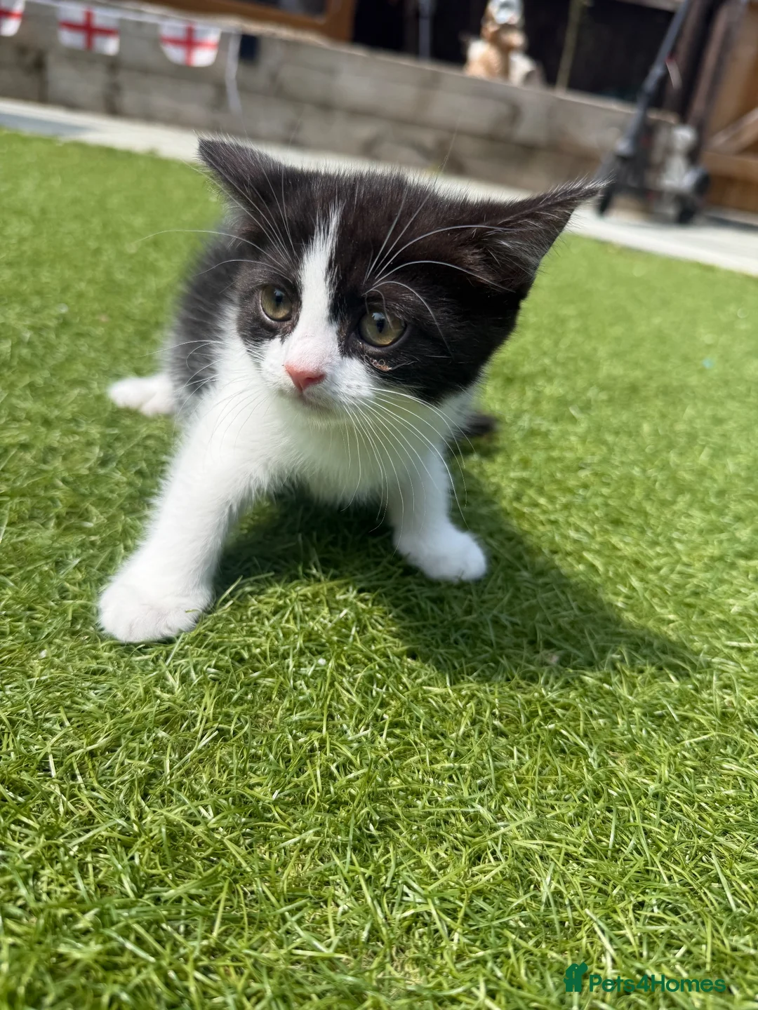 Mixed Breed cats for sale: BSH CROSS KITTENS  in Peterborough - Advert 7