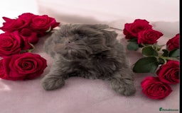 Shih Tzu dogs for sale: Exquisite KC Doll Faced LILAC BOY Imperial 🎀 - Image 1