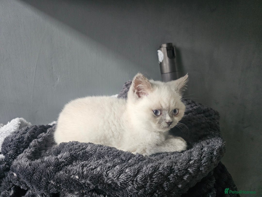 British Shorthair cats for sale: British Shorthair Kittens in Bradford - Image 22