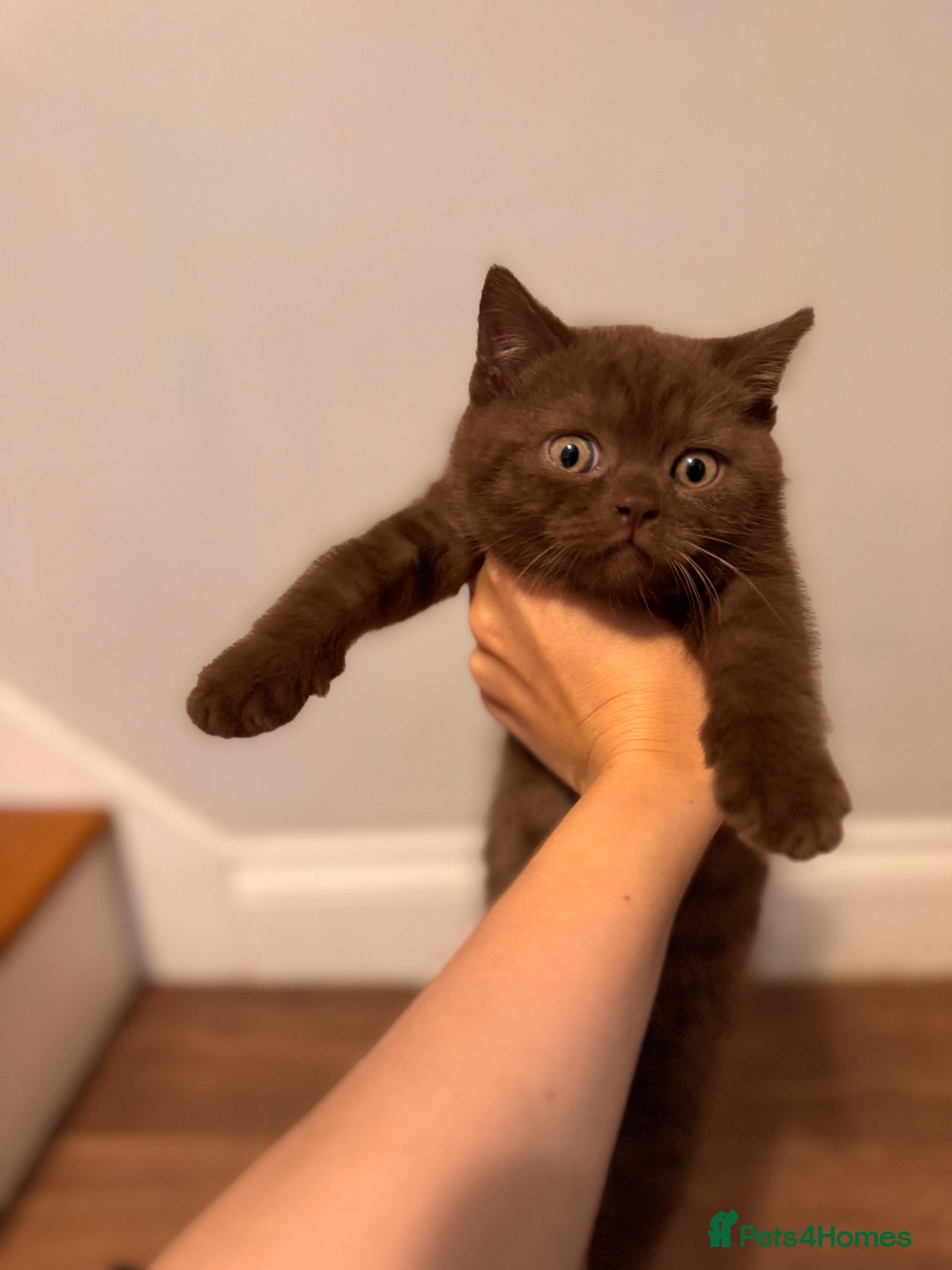 British Shorthair cats for sale: British Shorthair kittens  - Image 9