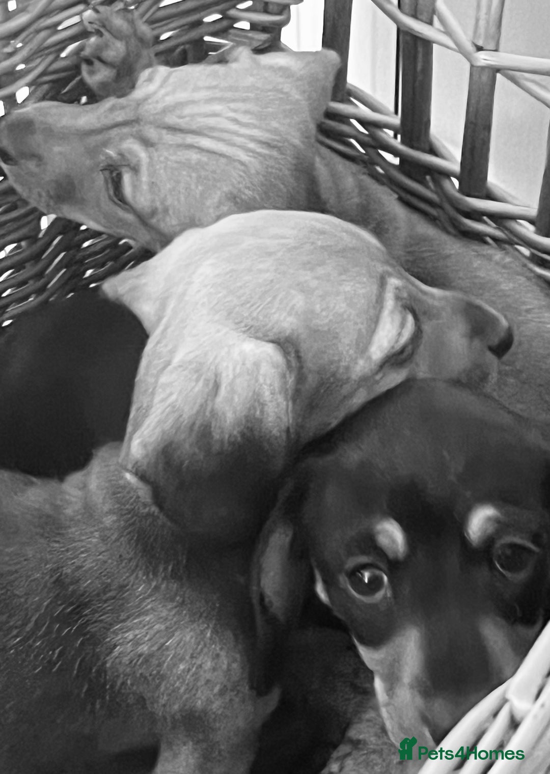 Miniature Dachshund dogs for sale: Beautiful Miniature Smooth Dachshunds  - Advert 2