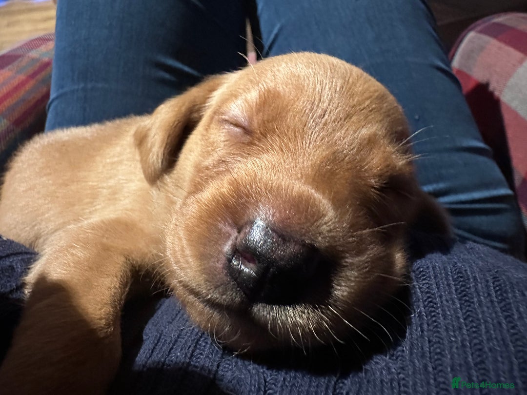 Labrador Retriever dogs for sale: Excellent Labrador puppies for sale - Image 9