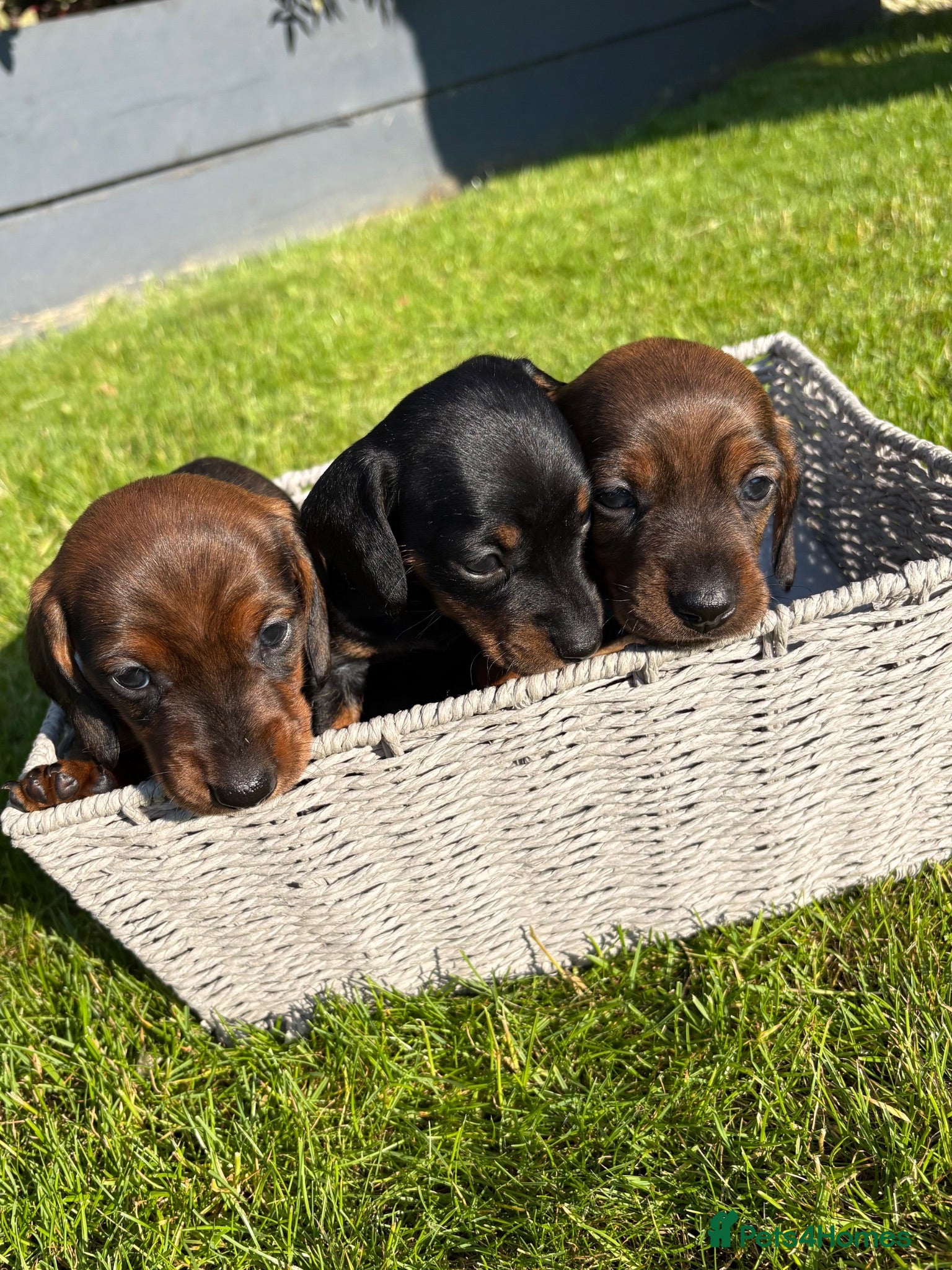 Miniature Dachshund dogs Beautiful Miniature Dachshund Puppies - Advert 3