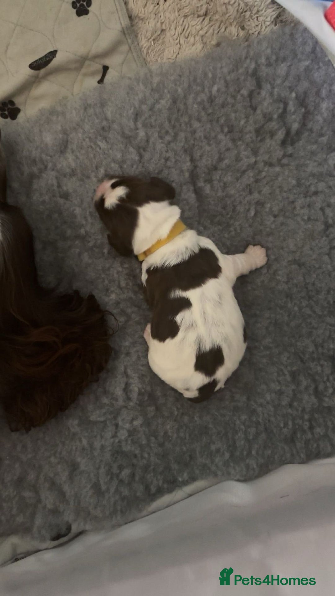 Sprocker dogs for sale:  sprocker spaniel pups for sale!  - Advert 4