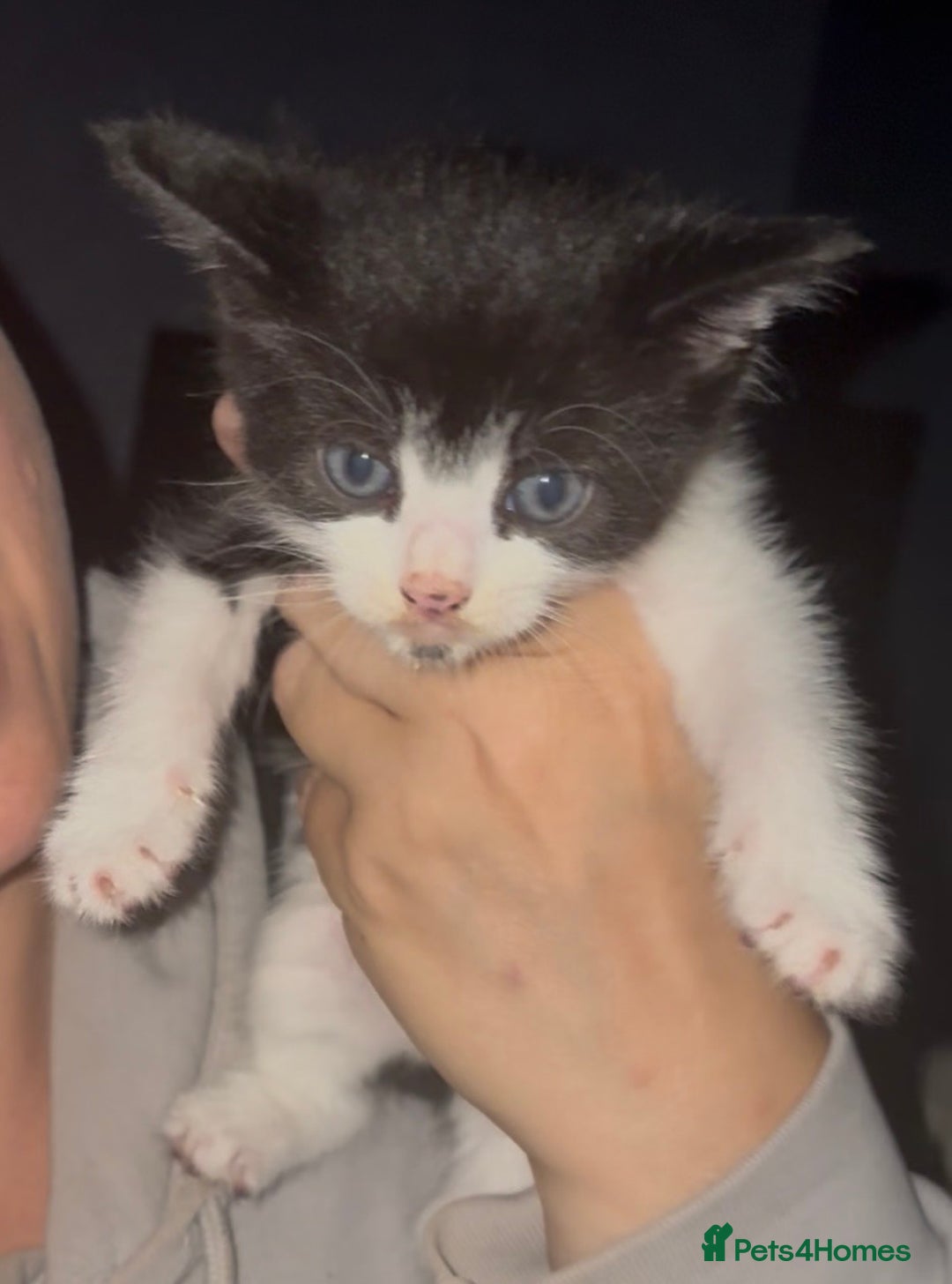 Mixed Breed cats for sale: Beautiful Kittens For Sale  - Advert 7