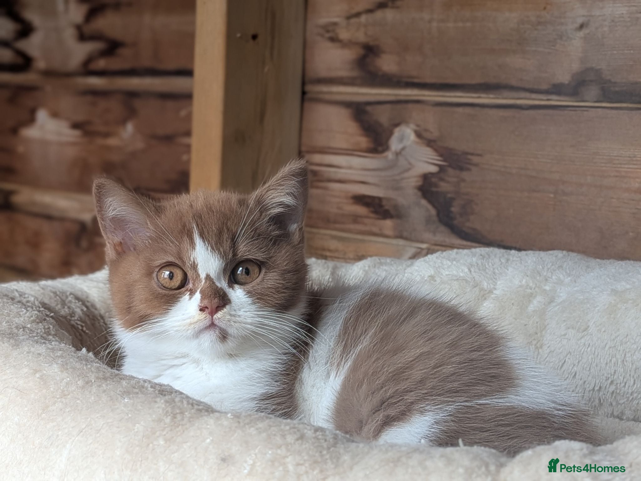 British Shorthair cats GCCF Registered Kittens  - Advert 1