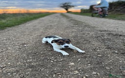 Jack Russell dogs for stud: Jack Russel for Stud  - Advert 5