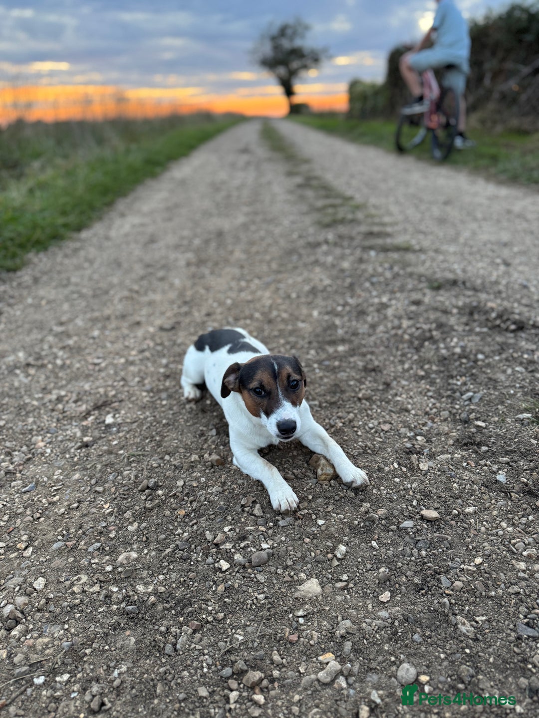 Jack Russell dogs for stud: Jack Russel for Stud  - Advert 5