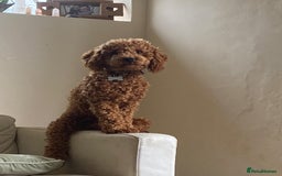 Cavapoo dogs for sale: Male Cavapoo for Rehome - Image 6