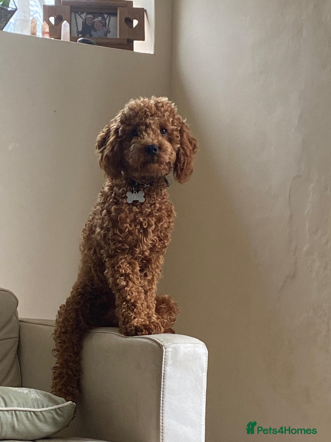 Cavapoo dogs for sale: Male Cavapoo for Rehome - Image 6