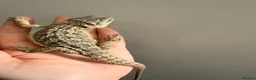 Bearded Dragon reptiles for sale: Gorgeous baby bearded dragons - Advert 5