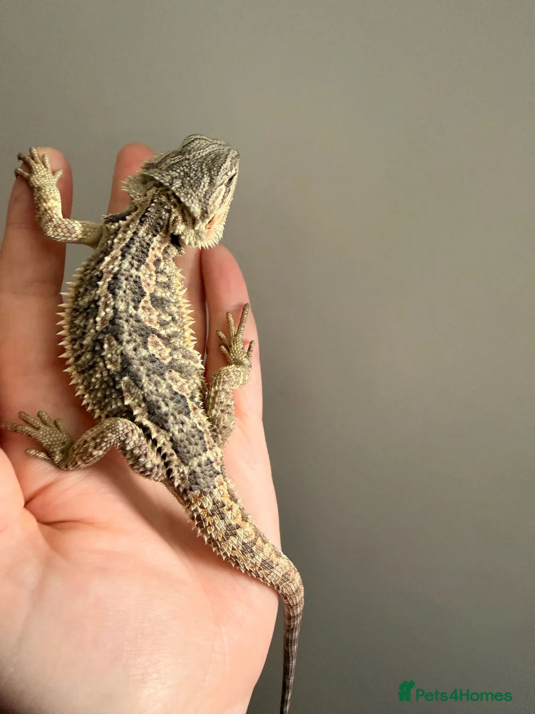 Bearded Dragon reptiles for sale: Gorgeous baby bearded dragons - Advert 5