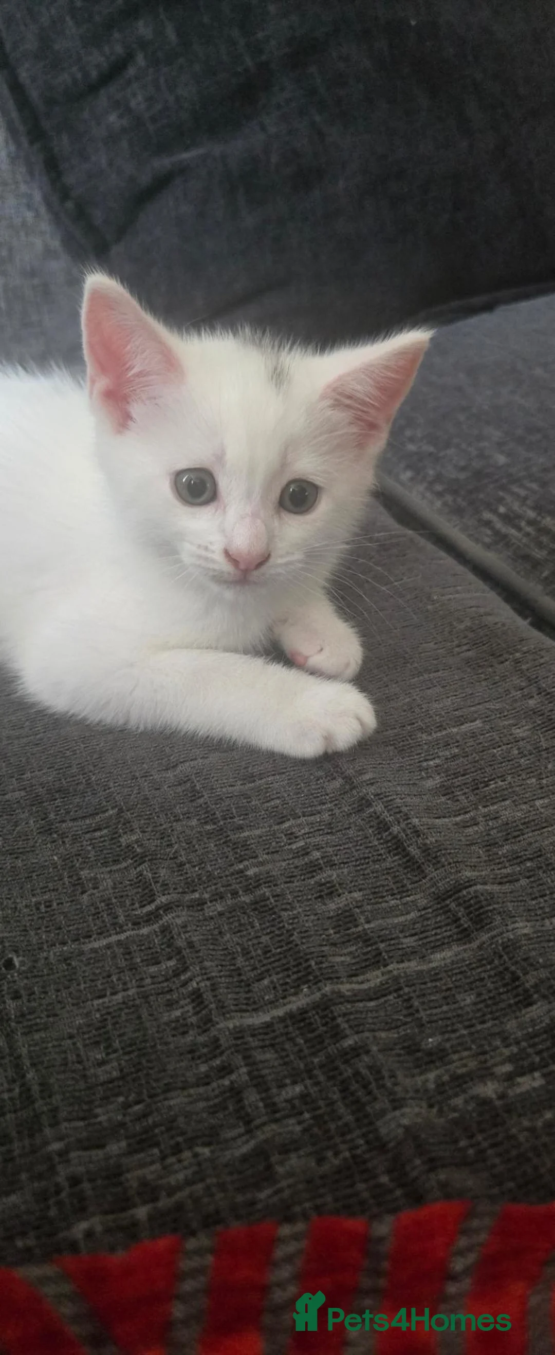 Mixed Breed cats for sale: 2 beautiful male white kittens ready TOMORROW - Advert 2