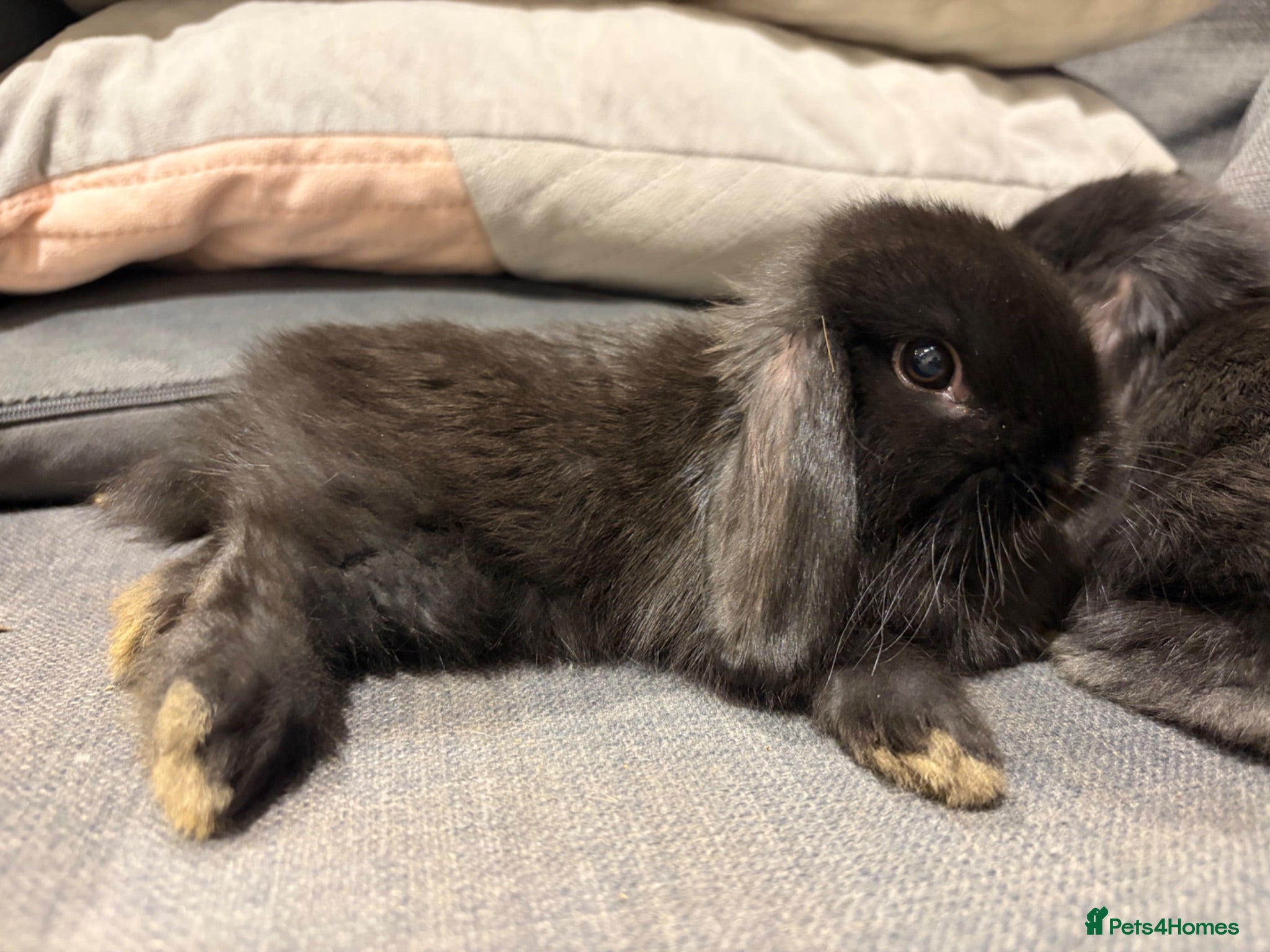 Mini Lop rabbits Beautiful fluffy mini lops  - Advert 12