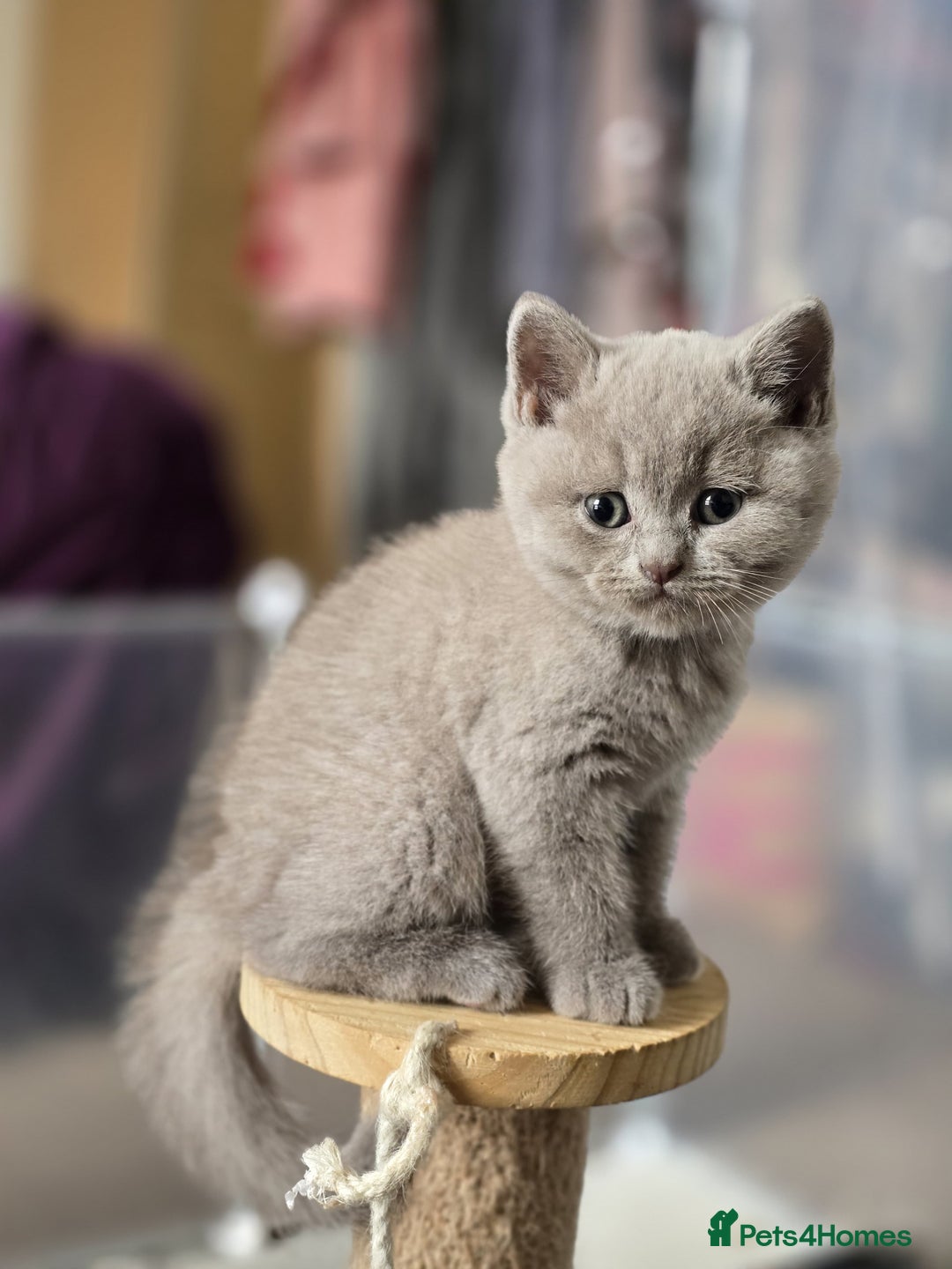 British Shorthair cats for sale: GCCF Registered British Shorthair Kittens - Image 37
