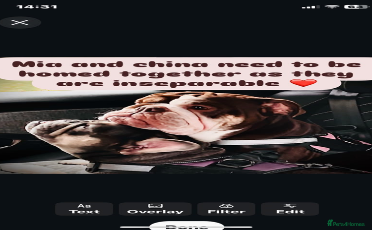 French Bulldog dogs 1French bull dog 1 English bulldog (read full add) - Advert 12