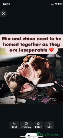 French Bulldog dogs 1French bull dog 1 English bulldog (read full add) - Advert 12