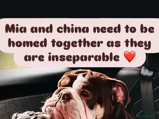 French Bulldog dogs 1French bull dog 1 English bulldog (read full add) - Advert 11