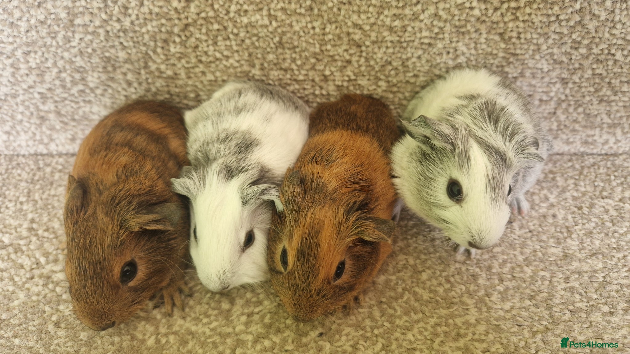 Guinea Pig rodents Teddy guinea pig - Advert 4