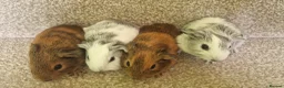 Guinea Pig rodents for sale: Teddy guinea pig - Advert 1