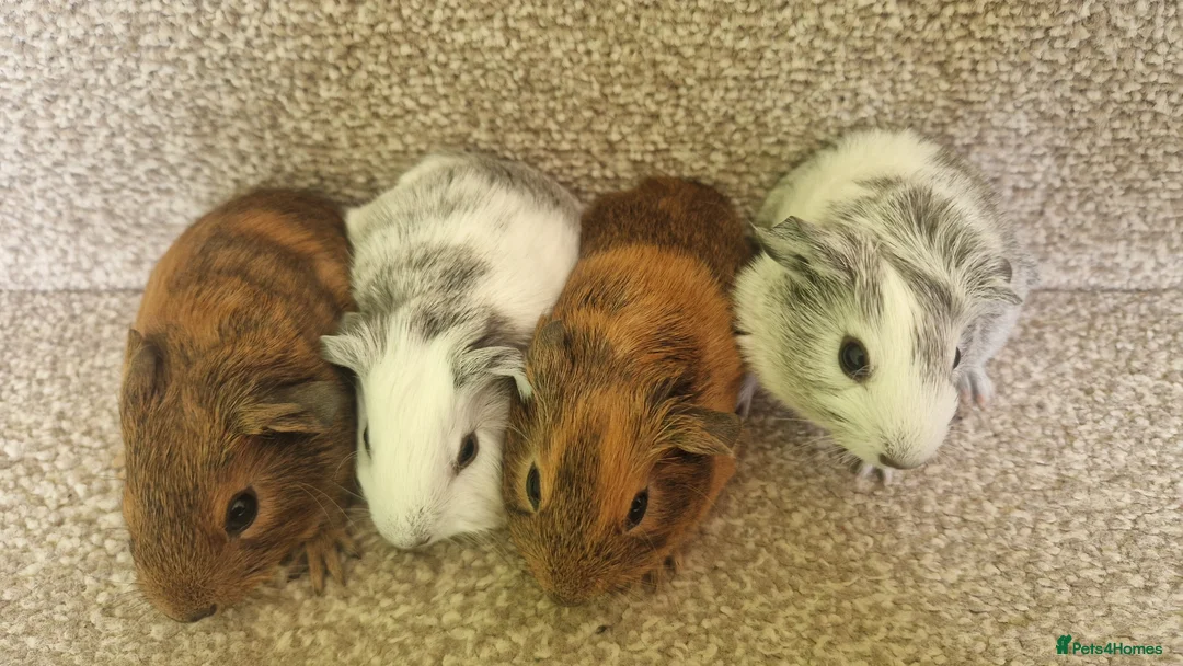 Guinea Pig rodents for sale: Teddy guinea pig - Advert 1