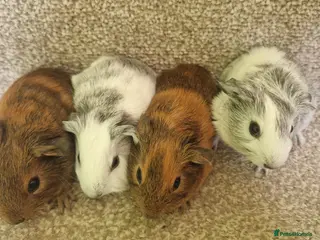 Guinea Pig rodents Teddy guinea pig - Advert 4