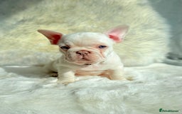 French Bulldog dogs for sale: French Bulldog gorgeous puppies - Image 14