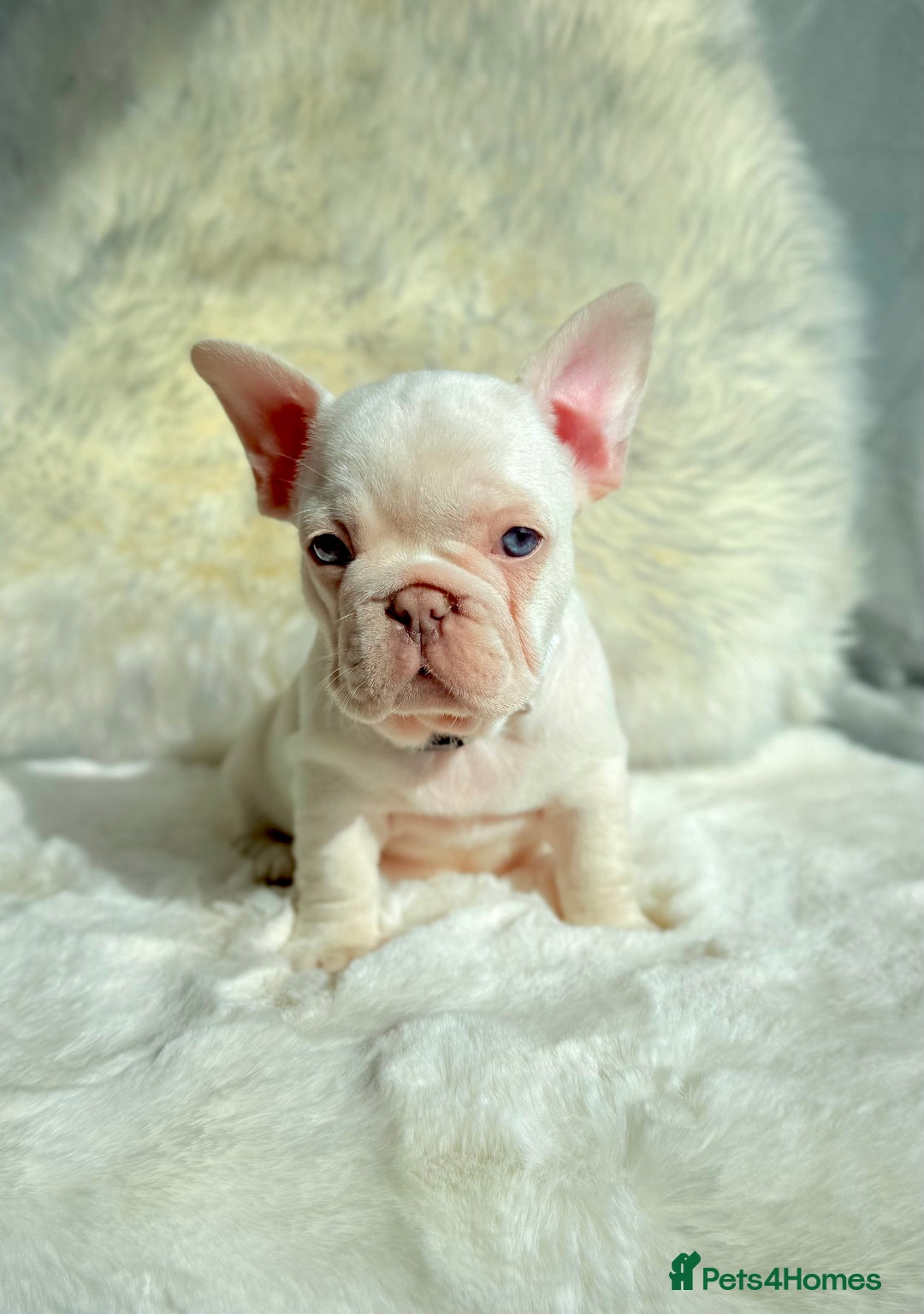 French Bulldog dogs for sale: French Bulldog gorgeous puppies - Image 14