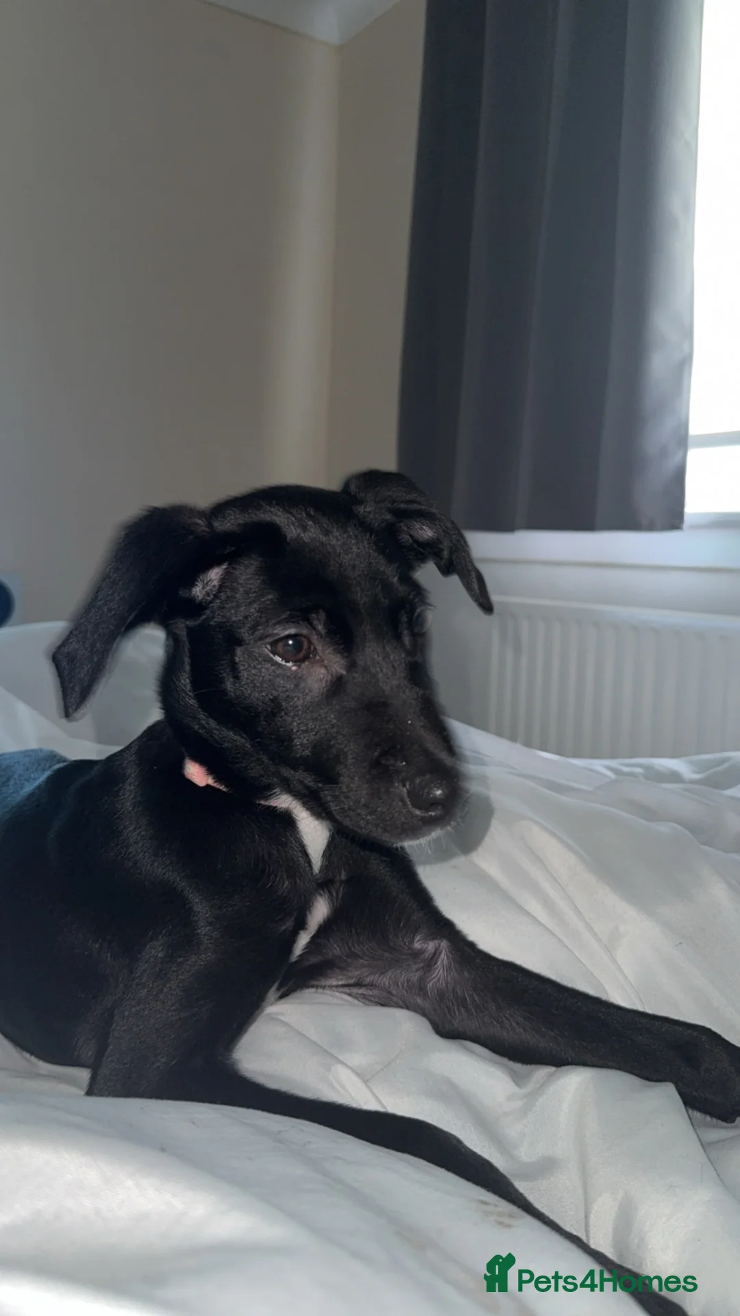 Mixed Breed dogs for sale: Borer collie & lurcher in Wishaw - Advert 4