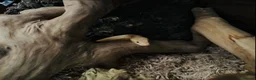 Corn Snake reptiles for sale: Two beautiful corn snakes for sale - Advert 3