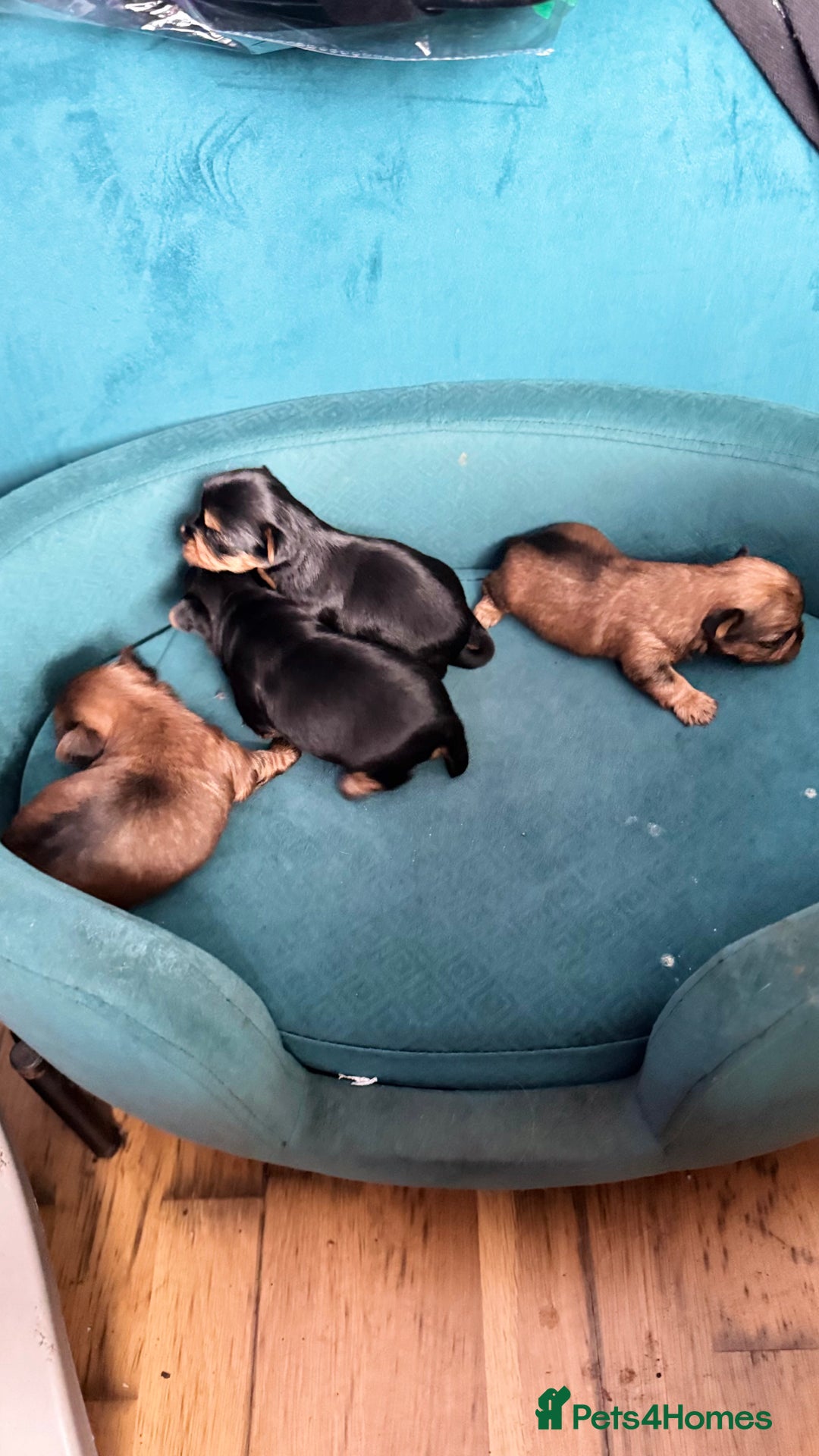 Yorkshire Terrier dogs for sale: Yorkshire terrier puppy  - Image 15