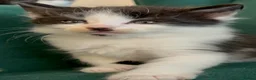 Domestic Shorthair cats for sale: Beautiful Tuxedo Kittens Looking for new Homes🐾❤️ - Advert 20