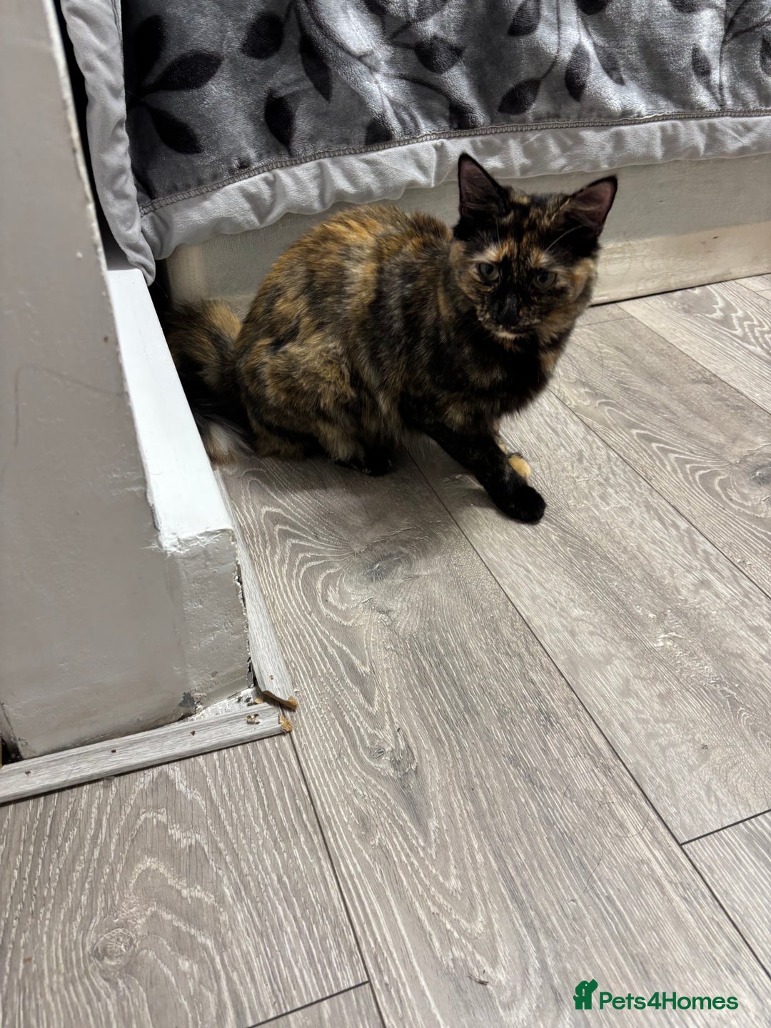 Burmilla cats for sale: Cute cat - Advert 4