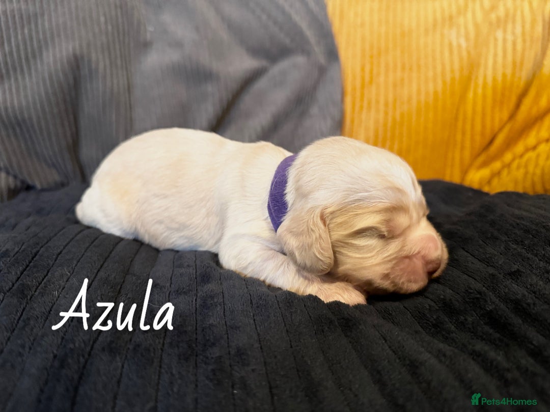 Cocker Spaniel dogs for sale: Cocker Spaniel Puppies - Advert 5